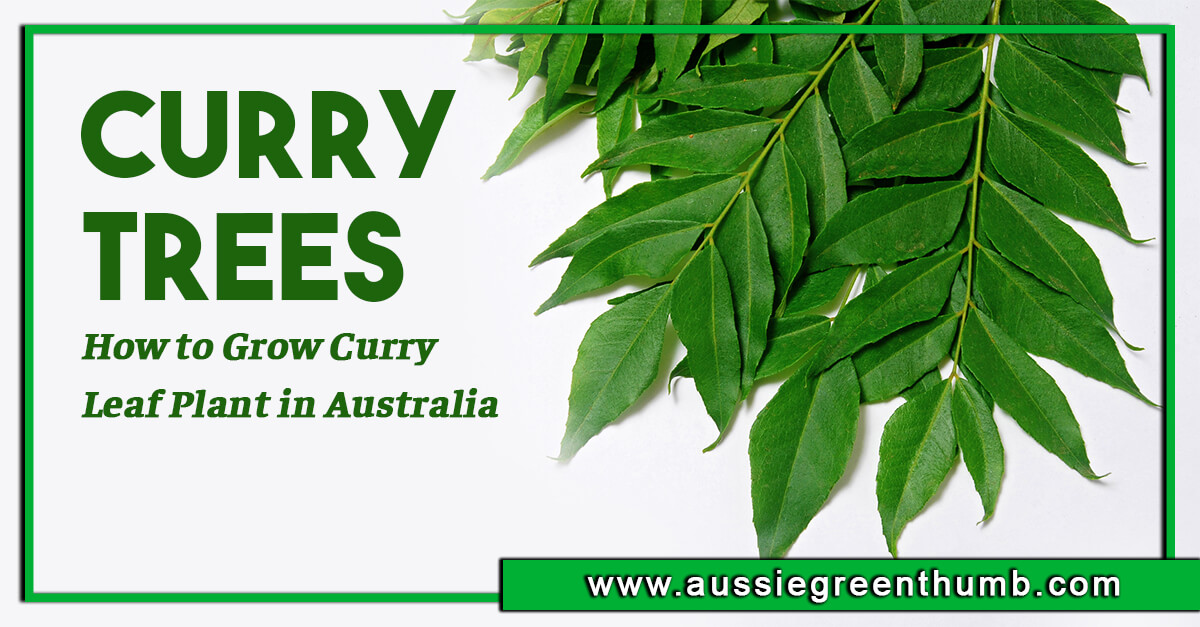 Curry Trees – How to Grow Curry Leaf Plant in Australia