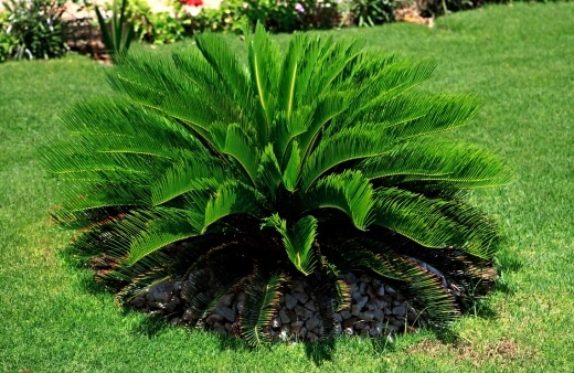 Cycas revoluta commonly known as Sago Palm