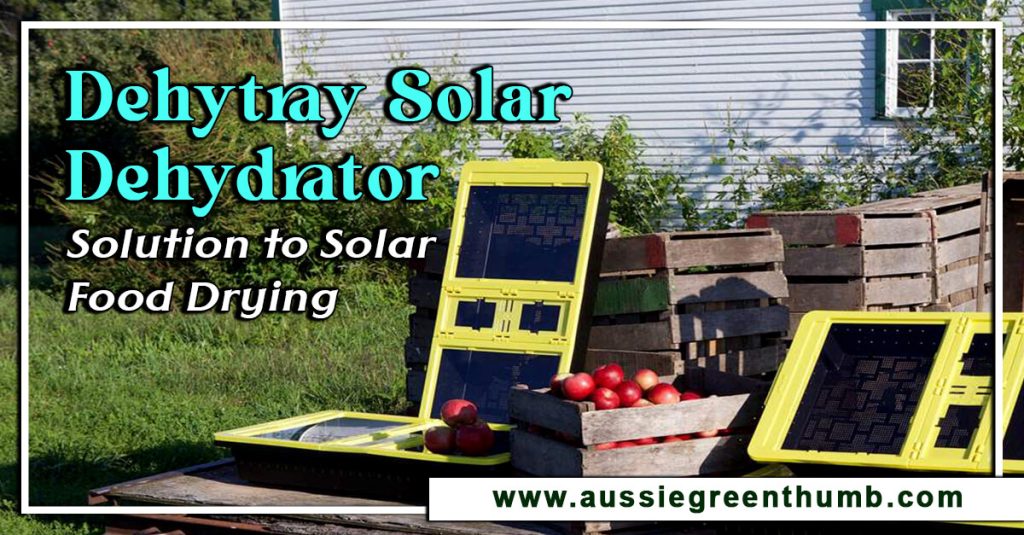 Dehytray Solar Dehydrator: Solution to Solar Food Drying