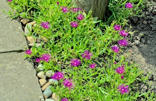 Delosperma are ideal for adding a pop of colour to rock gardens