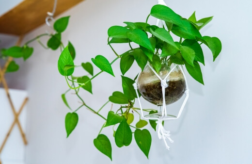 Devil's Ivy is ideal for indoor gardening