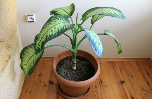 Dieffenbachia has large, wide leaves that are usually green with yellow stripes