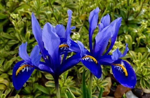 Dutch Irises are manmade iris hybrids, with striking colouring often in quite matte colours