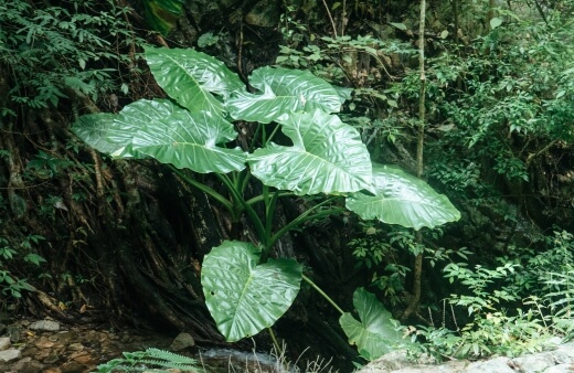 Elephant ears gets its name from the large, heart-shaped leaves that resemble the ears of an elephant