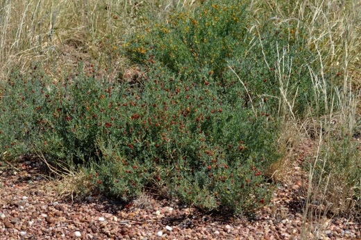 Enchylaena tomentosa is commonly known as ruby saltbush and barrier saltbush