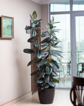 Ficus elastica are extremely popular indoor plants with big leaves