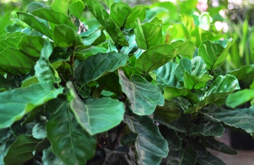 Ficus lyrata are popular indoor plants with big leaves