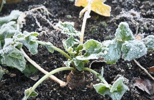 Frost helps to improve swede's flavour after a long growing season