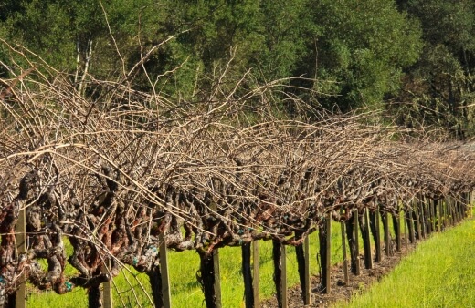Grapevines which needs pruning
