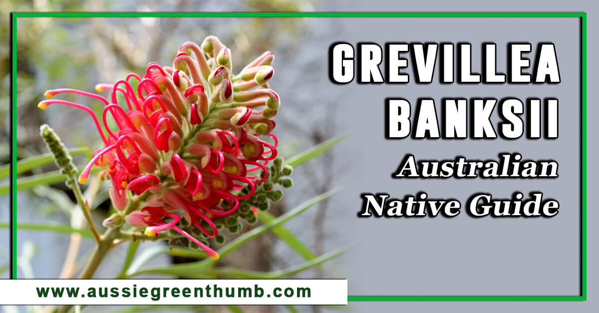 Grevillea Banksii – Australian Native Guide