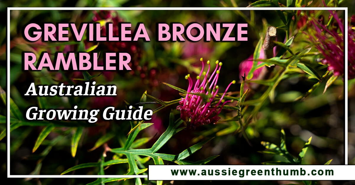 Grevillea Bronze Rambler – Australian Growing Guide