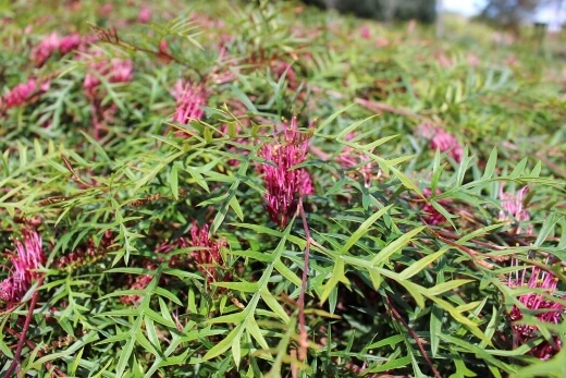 Grevillea Bronze Rambler, a hybrid between Grevillea rivularis and Grevilliea ‘Poorinda Peter’