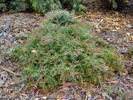 Grevillea Bronze Rambler as ground cover