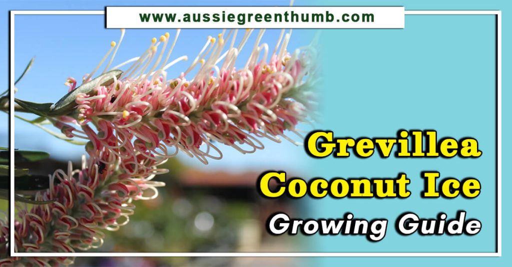 Grevillea Coconut Ice Growing Guide