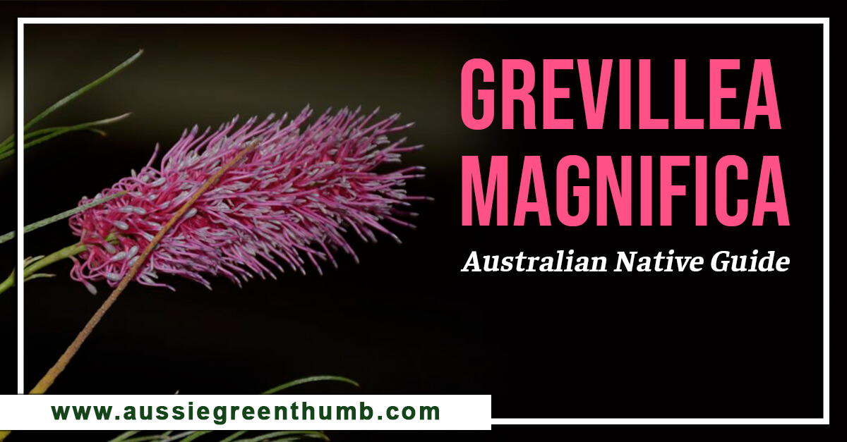 Grevillea Magnifica – Australian Native Guide