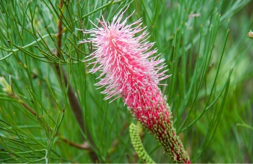 Grevillea Magnifica also known as Grevillea Pink Pokers