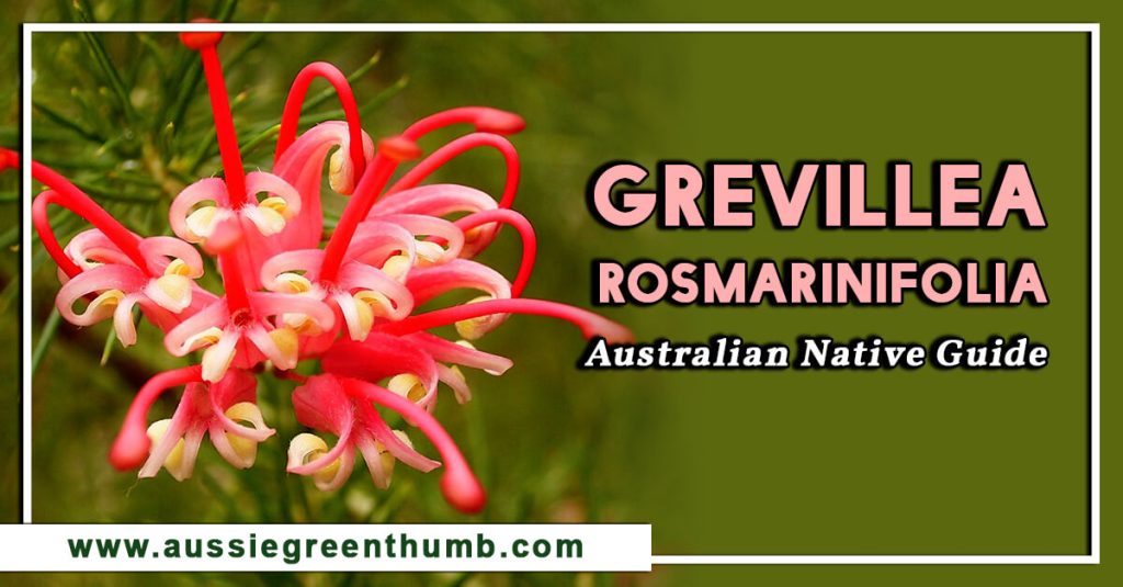 Grevillea Rosmarinifolia Australian Native Guide