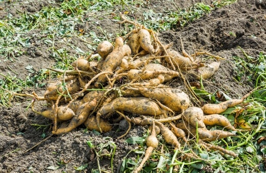 How To Grow Sweet Potatoes In Australia