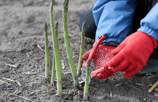 Harvesting Asparagus
