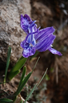 Himalayan irises are great for dry gardens, where drainage is fast, but plenty of water is an option