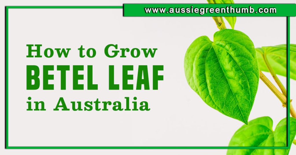 How to Grow Betel Leaf in Australia