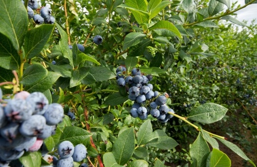 How to Grow Blueberries in Australia