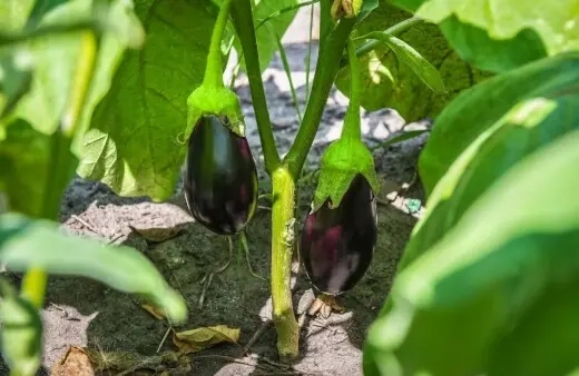 How to Grow Eggplants in Australia