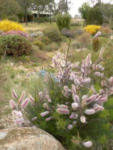 Grevillea magnifica – Australian Native Guide - AGT