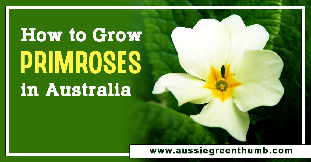 How to Grow Primroses in Australia AGT