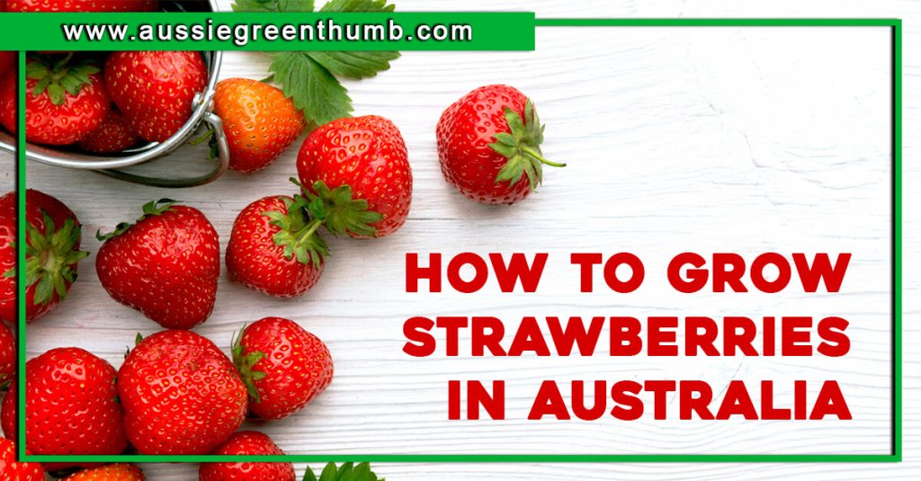 How to Grow Strawberries in Australia