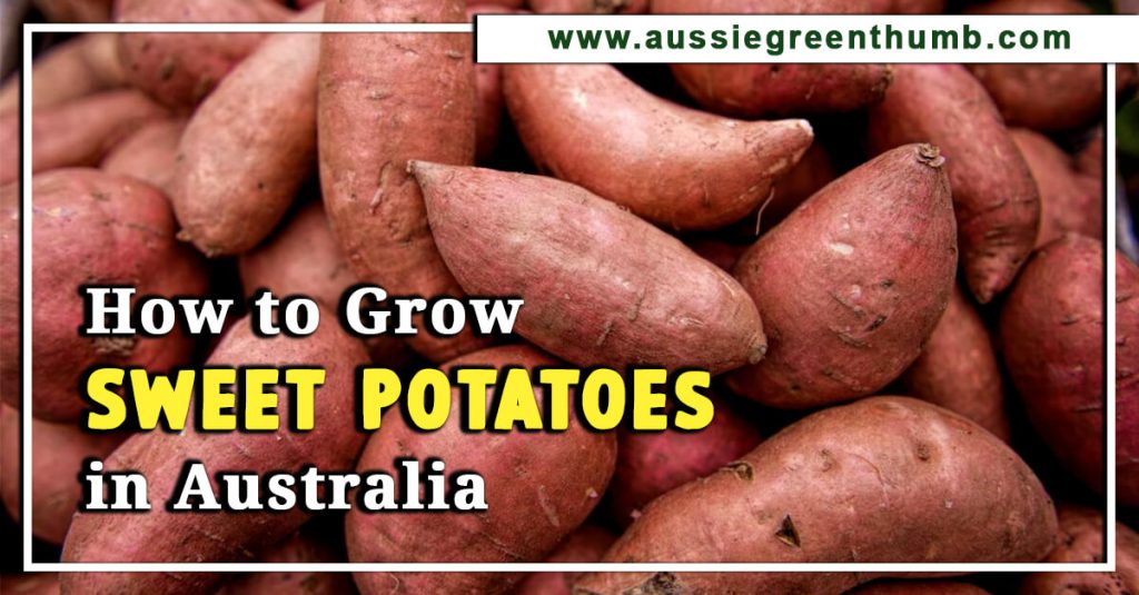 How to Grow Sweet Potatoes in Australia