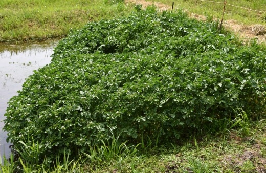 How to Grow Watercress in Australia