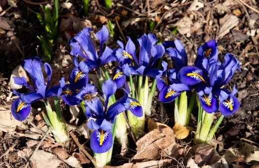 Iris reticulata's compact size makes them perfect for rock gardens