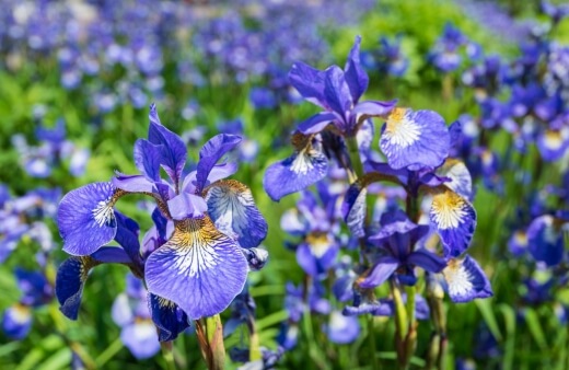 Iris sibirica, or Siberian iris, is another rhizomatous iris with dramatic flowers at the tip of each stem