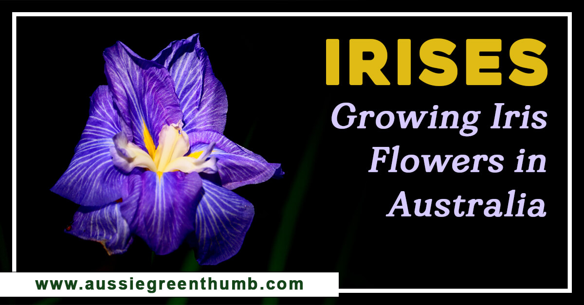 Irises – Growing Iris Flowers in Australia