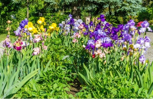 Irises are a wide-ranging genus of flowering plants, containing over 300 species