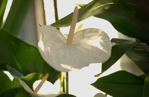 Is Peace Lily Poisonous