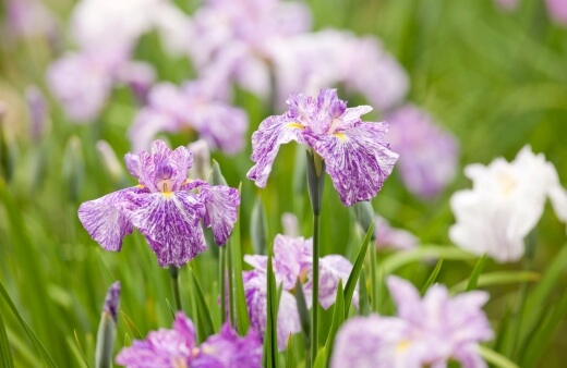 Japanese Iris or Iris laevigata, is a beautiful cottage garden plant, more recognisable in swathes than as single plants, so perfect for borders