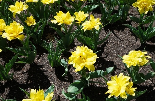 Jonquil Daffodils benefits from resilient stems that rarely bend in the wind or under the weight of rain