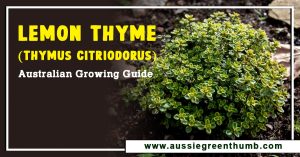 Lemon Thyme (Thymus Citriodorus) Australian Growing Guide