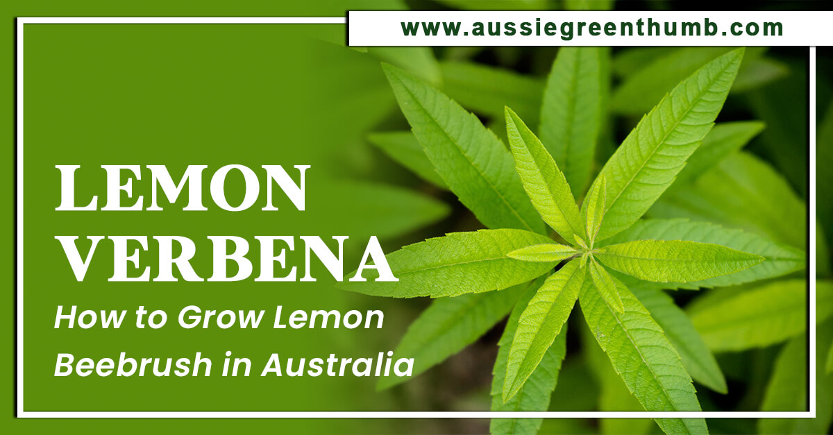 Lemon Verbena – How to Grow Lemon Beebrush in Australia