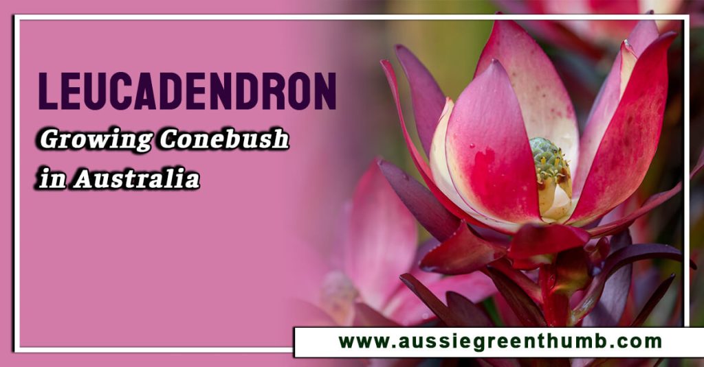 Leucadendron | Growing Conebush in Australia