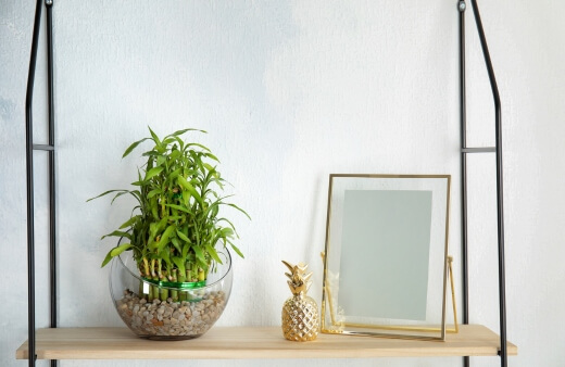 Lucky Bamboo can be grown in soil or water and are great for offices and residences