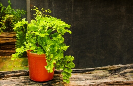Maidenhair Fern is a well-liked low light indoor plant