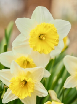 Minnow Daffodils are a fairly short variety, but they typically produce three flowers per stem