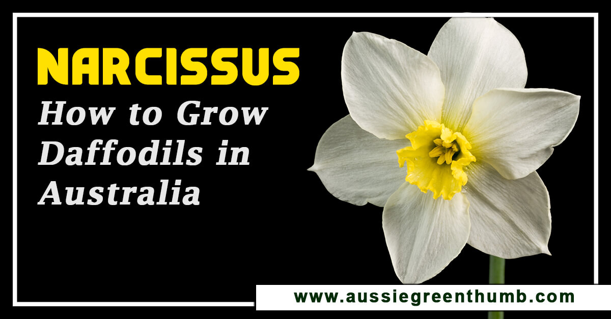 Narcissus – How to Grow Daffodils in Australia