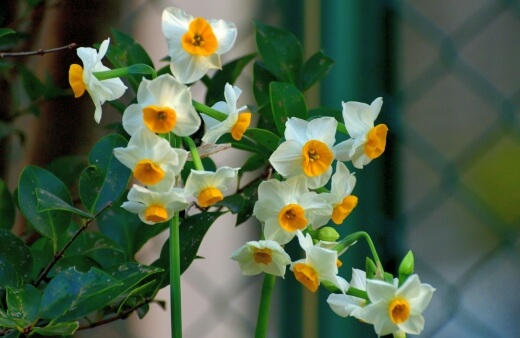 Narcissus ‘Paperwhite’