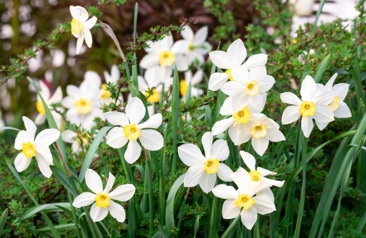 Narcissus, commonly known as Daffodils
