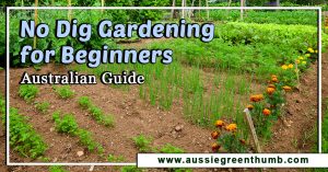 No Dig Gardening for Beginners: Australian Guide