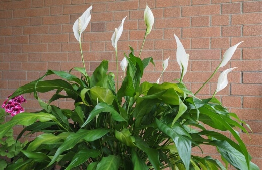 Peace lily is an indoor plant with big leaves that grows in full shade and dappled sun